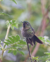 Tyrian Metaltail