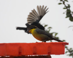 Rufous-naped Brush-Finch