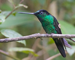 Buff-winged Hummingbird