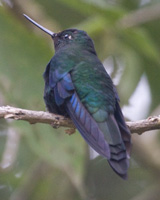 Giant Sapphirewing