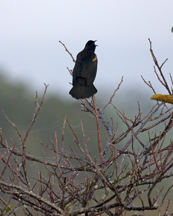[Black-winged Blackbird]
