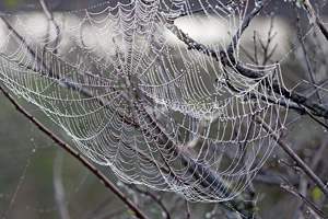 Web and Dew