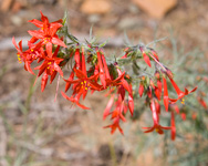 Scarlet Gilia