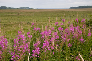 Fireweed