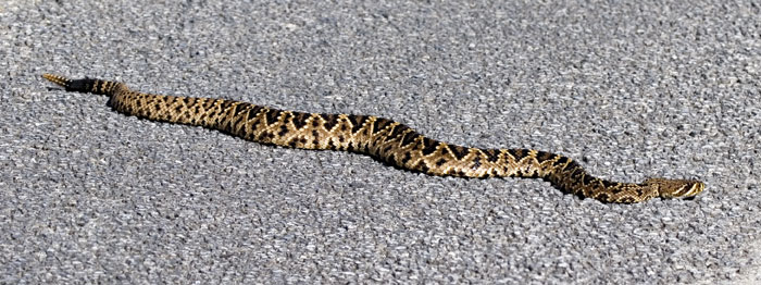 [Eastern Diamondback]