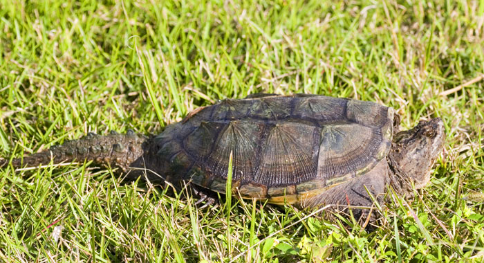 [Florida Snapping Turtle]