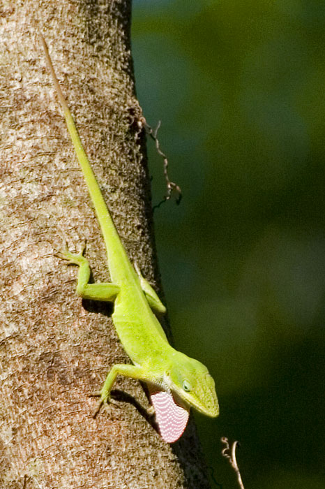 [Carolina Anole]