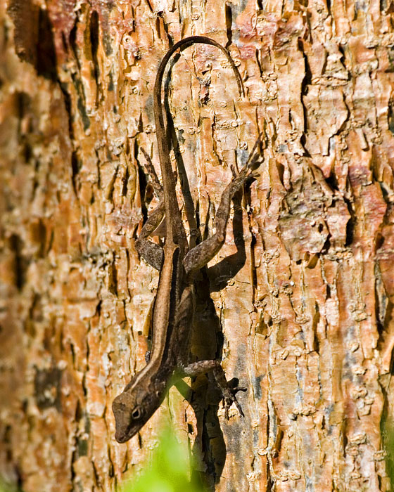 [Puerto Rican Crested Anole]