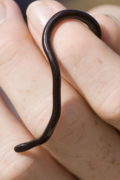 [Brahminy Blind Snake]
