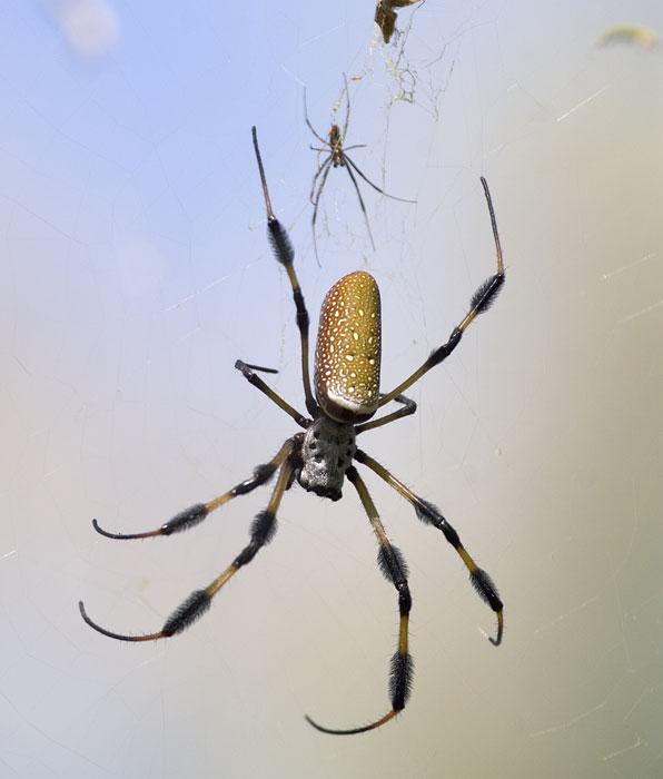 [Golden Silk Orbweaver]