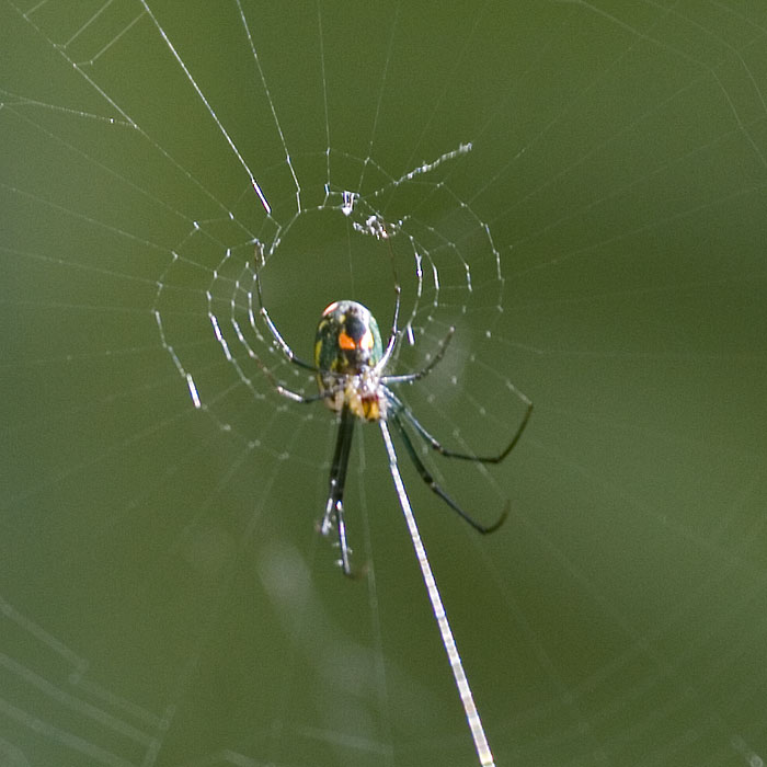 [Orchard Orbweaver]