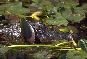 [Alligator]