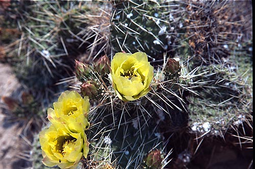 [Cactus Flowers]