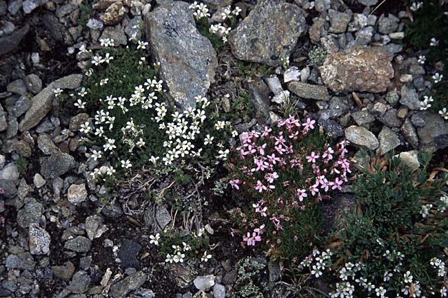 [Alpine Wildflowers]