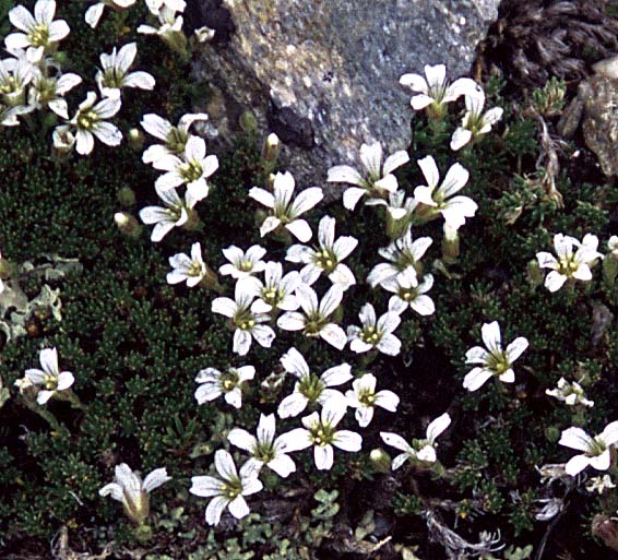 [Alpine Sandwort <i>Lidia obtusiloba</i>]