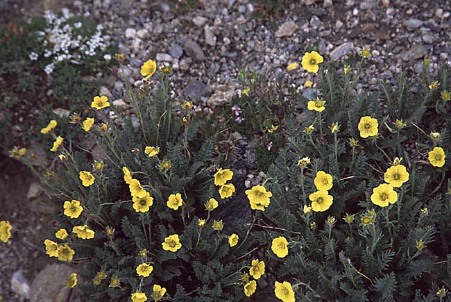 [Alpine Avens]