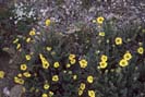 [Wildflowers]
