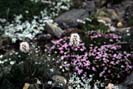 [Wildflowers]