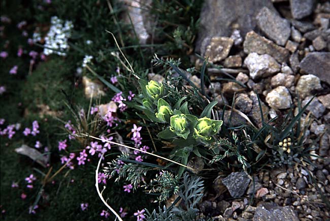 [Alpine Wildflowers]