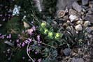 [Wildflowers]