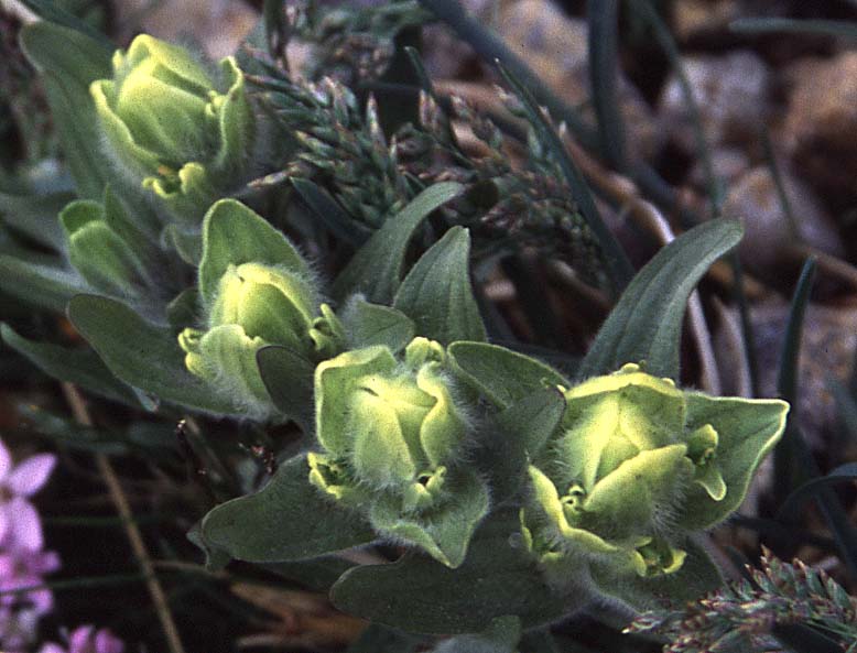[Western Yellow Paintbrush]