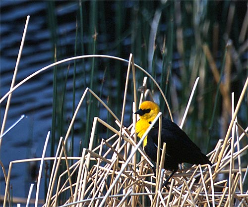 [Yellow-headed Blackbird]
