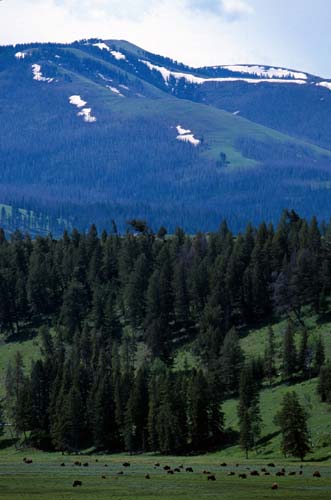 [Mountain and Buffalo]