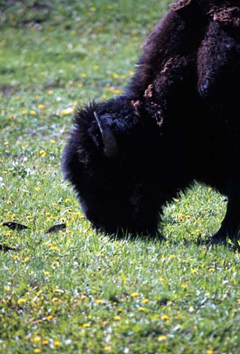 [Buffalo at Canyon Lodge]