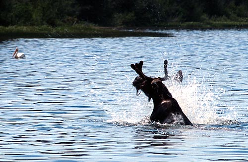 [Bathing Moose]