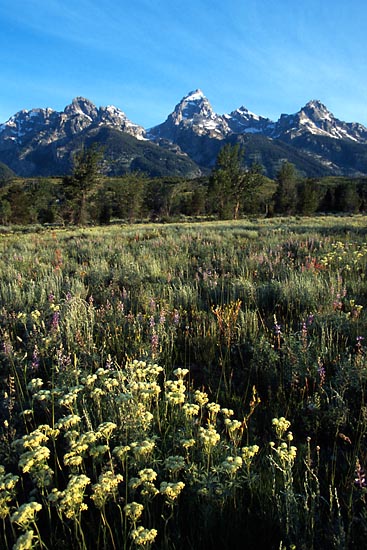 [Grand Tetons]