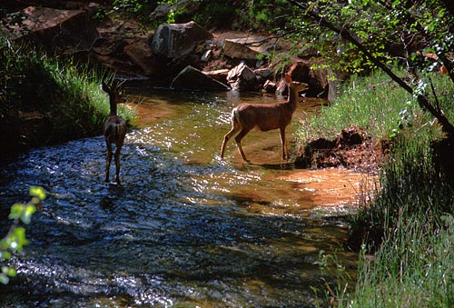 [Deer in Lower Calf Creek]