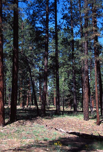 [Kanab National Forest]