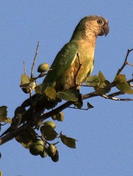 [Brown-throated Parakeet]