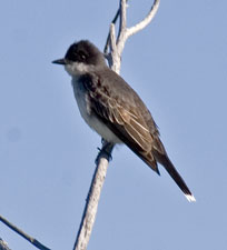 Eastern Kingbird