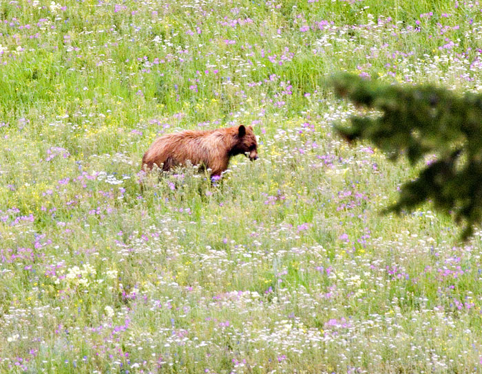 [Black Bear]