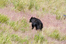 Black Bear