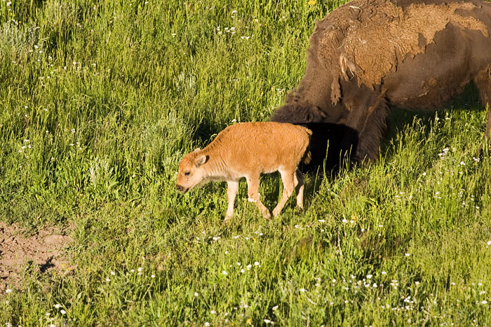 [Buffalo Calf]