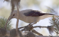 Clark's Nutcracker